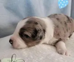 ASDR Mini Aussie puppies for sale