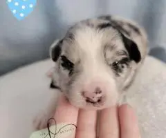 ASDR Mini Aussie puppies for sale
