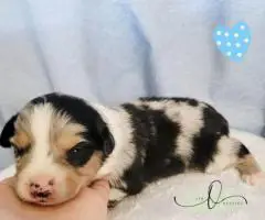 ASDR Mini Aussie puppies for sale