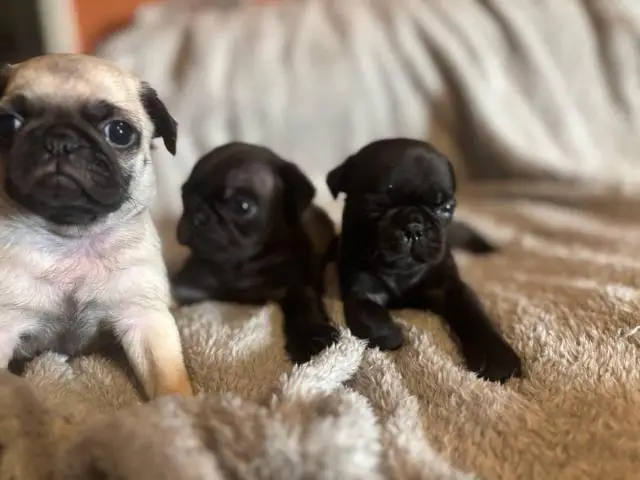 Black and fawn Pugs