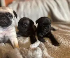 Black and fawn Pugs
