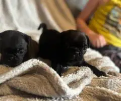 Black and fawn Pugs