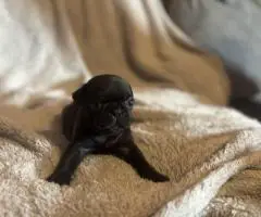 Black and fawn Pugs