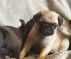 Black and fawn Pugs