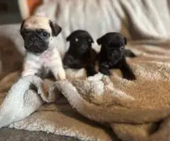 Black and fawn Pugs