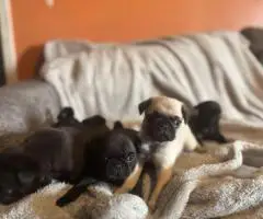 Black and fawn Pugs