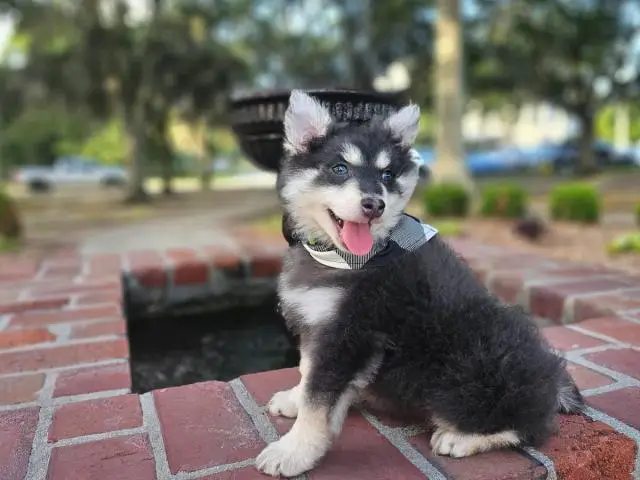 Rare Pomsky puppies for sale