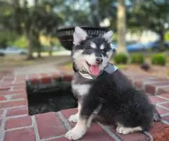 Rare Pomsky puppies for sale