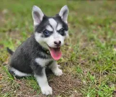 Rare Pomsky puppies for sale