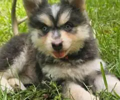 Rare Pomsky puppies for sale