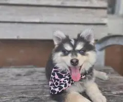 Rare Pomsky puppies for sale