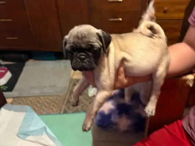 3 purebred short legged Pug puppies for sale
