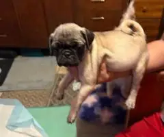 3 purebred short legged Pug puppies for sale