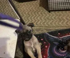 3 purebred short legged Pug puppies for sale
