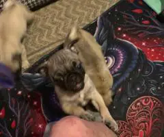 3 purebred short legged Pug puppies for sale