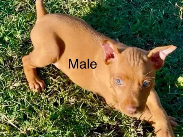 Miniature Pinscher Puppies for Sale