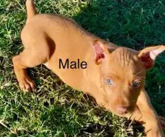 Miniature Pinscher Puppies for Sale