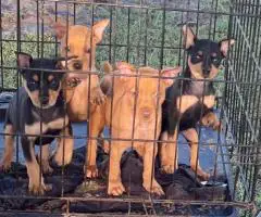 Miniature Pinscher Puppies for Sale