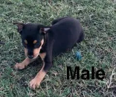 Miniature Pinscher Puppies for Sale