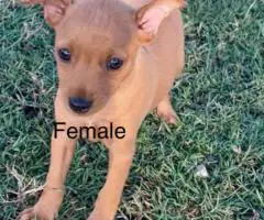 Miniature Pinscher Puppies for Sale