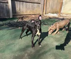 American Staffordshire puppy for adoption