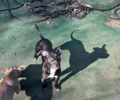American Staffordshire puppy for adoption