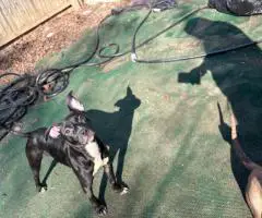 American Staffordshire puppy for adoption