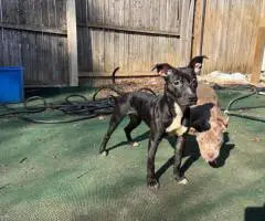 American Staffordshire puppy for adoption
