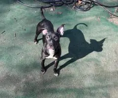 American Staffordshire puppy for adoption