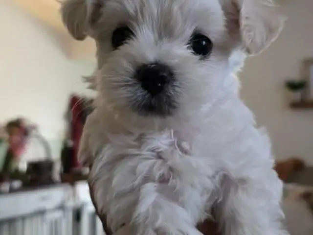Cute Maltipoo puppies