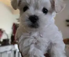 Cute Maltipoo puppies