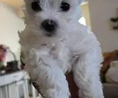 Cute Maltipoo puppies
