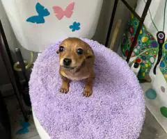 4 male Chihuahua puppies ready for their new home