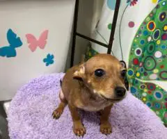 4 male Chihuahua puppies ready for their new home