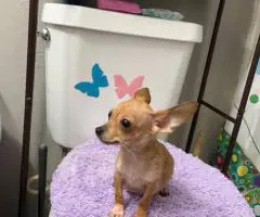 4 male Chihuahua puppies ready for their new home