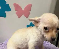 4 male Chihuahua puppies ready for their new home