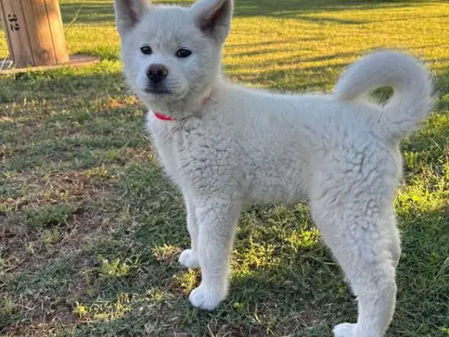 Purebred Japanese Akita not American