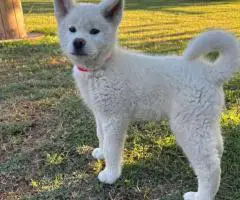 Purebred Japanese Akita not American