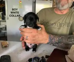 Cute and friendly Chihuahuas