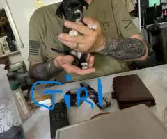 Cute and friendly Chihuahuas