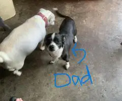 Cute and friendly Chihuahuas
