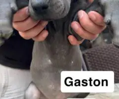 6 purebred great dane puppies for sale