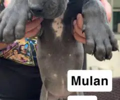 6 purebred great dane puppies for sale