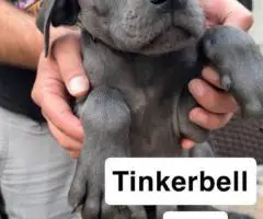 6 purebred great dane puppies for sale