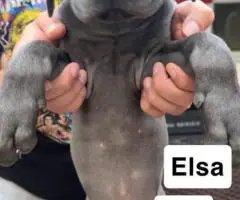 6 purebred great dane puppies for sale