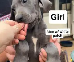 6 purebred great dane puppies for sale