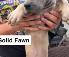 6 purebred great dane puppies for sale
