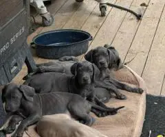 6 purebred great dane puppies for sale