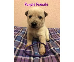 Blue Heeler Puppies available - 3