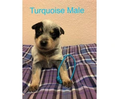 Blue Heeler Puppies available - 4